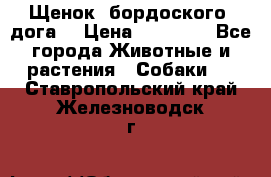 Щенок  бордоского  дога. › Цена ­ 60 000 - Все города Животные и растения » Собаки   . Ставропольский край,Железноводск г.